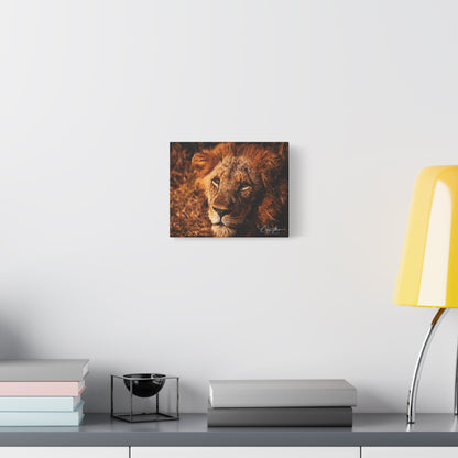 Old Lion Canvas Print