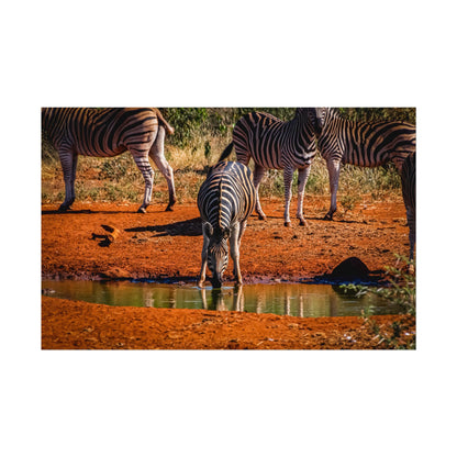 Rolled Posters - Zebra at Waterhole