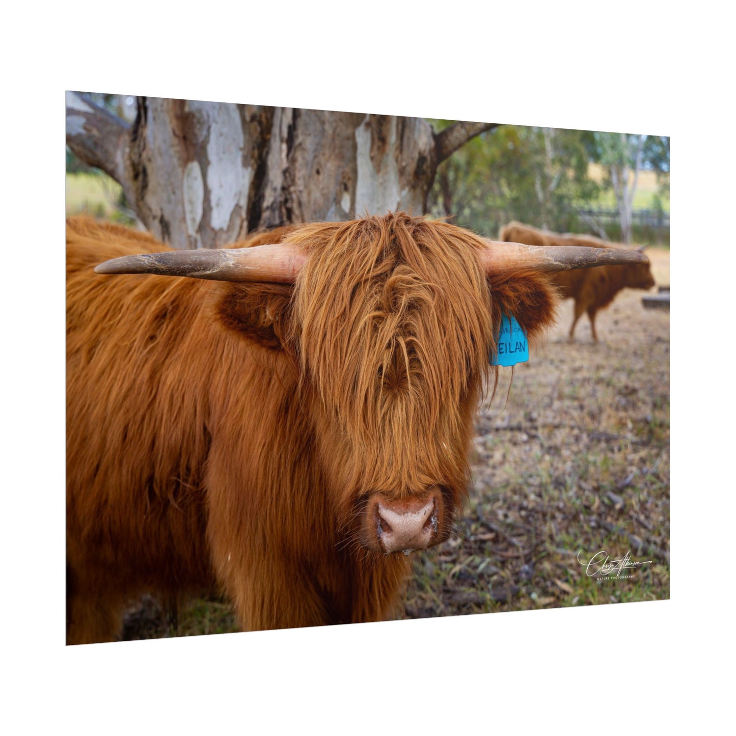 Rolled Posters - Scottish Highland Cattle