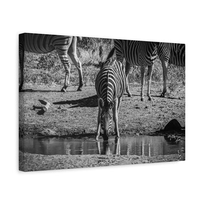 Zebra Nature Print Canvas Print B&W