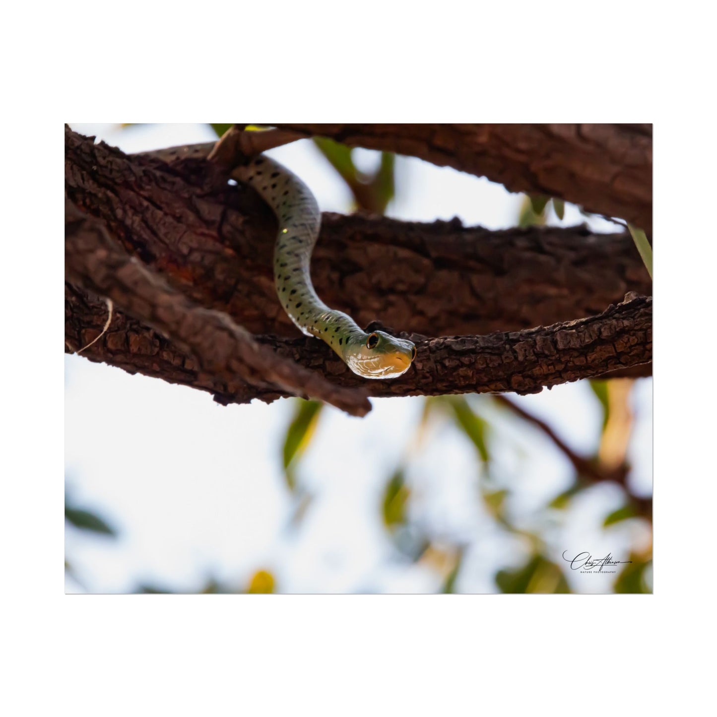 Rolled Posters - Spotted Bush Snake