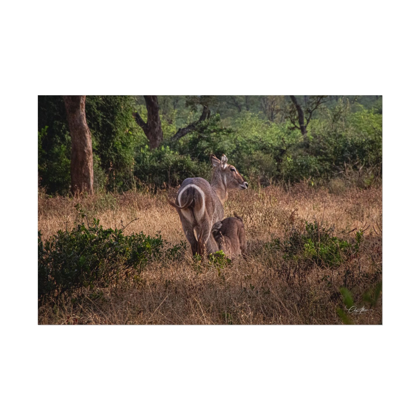 Rolled Posters - Waterbuck and Baby