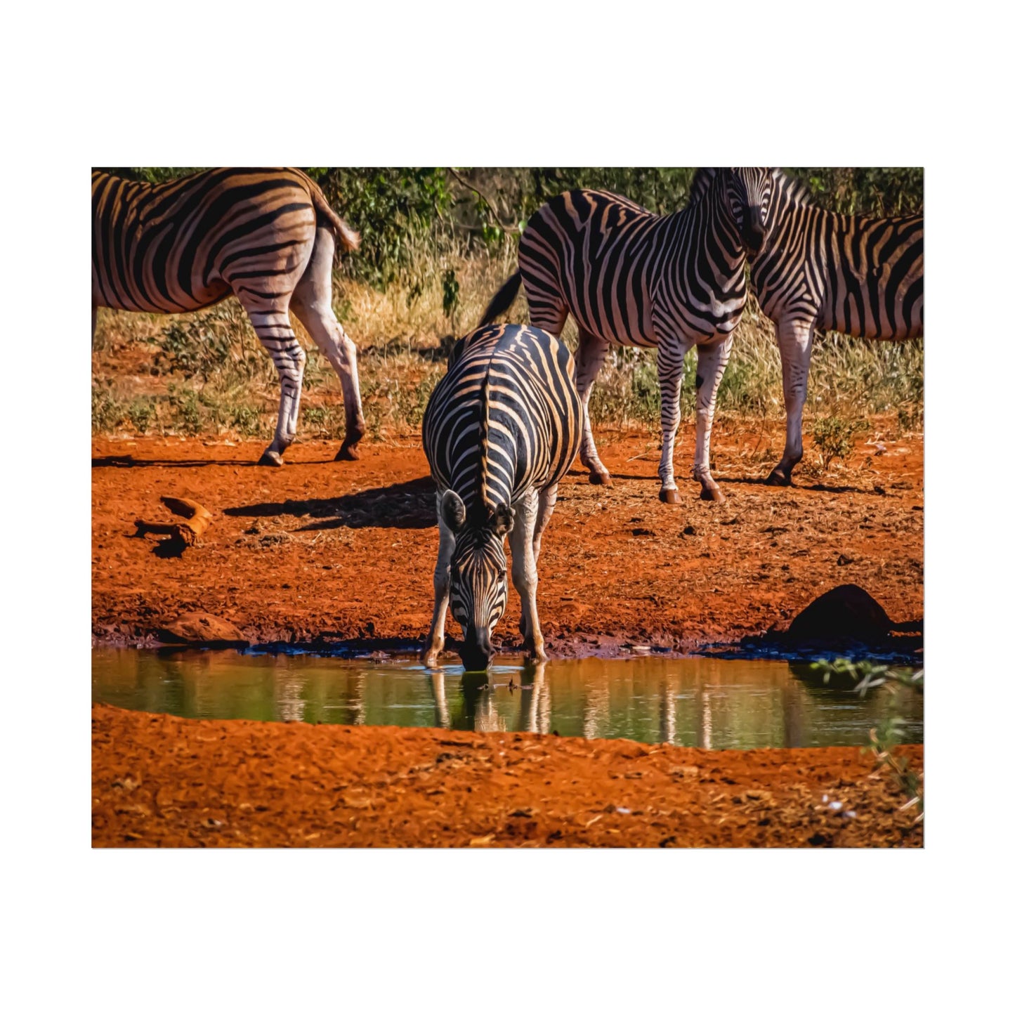 Rolled Posters - Zebra at Waterhole