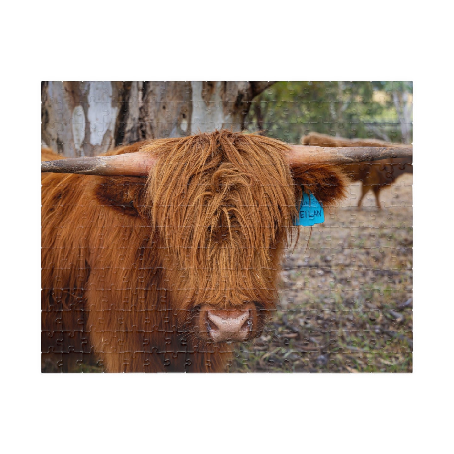 Scottish Highland Cattle Puzzle 252 pcs (Horizontal)