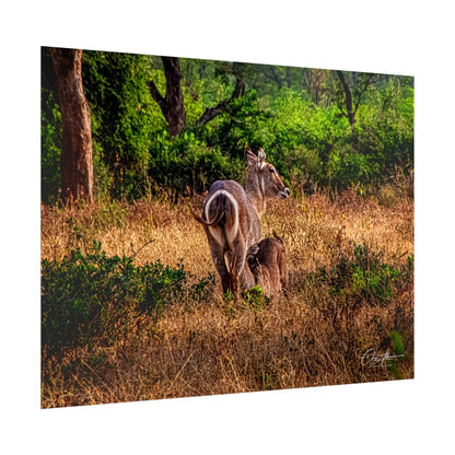 Rolled Posters - Waterbuck and Baby