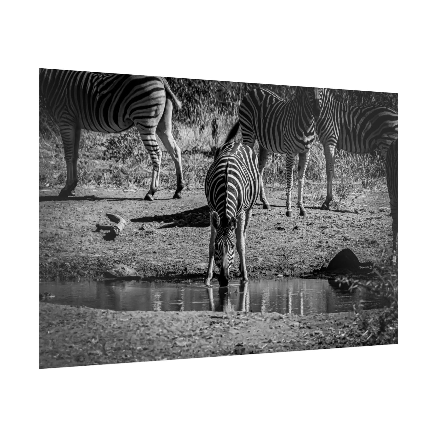 Rolled Posters - Zebra at Waterhole B&W