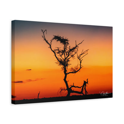 Matte Canvas, Stretched, 1.25" - Sunset over the Kalahari