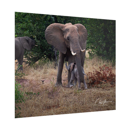 Rolled Posters - Elephant and Baby