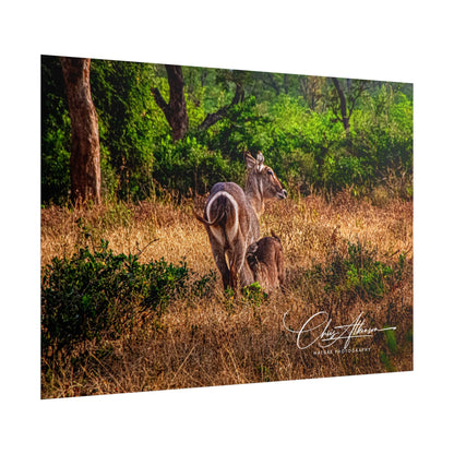 Rolled Posters - Waterbuck and Baby