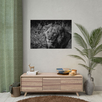 Rolled Posters - Old Lion B&W 40" x 28" (Horizontal) Fine Art