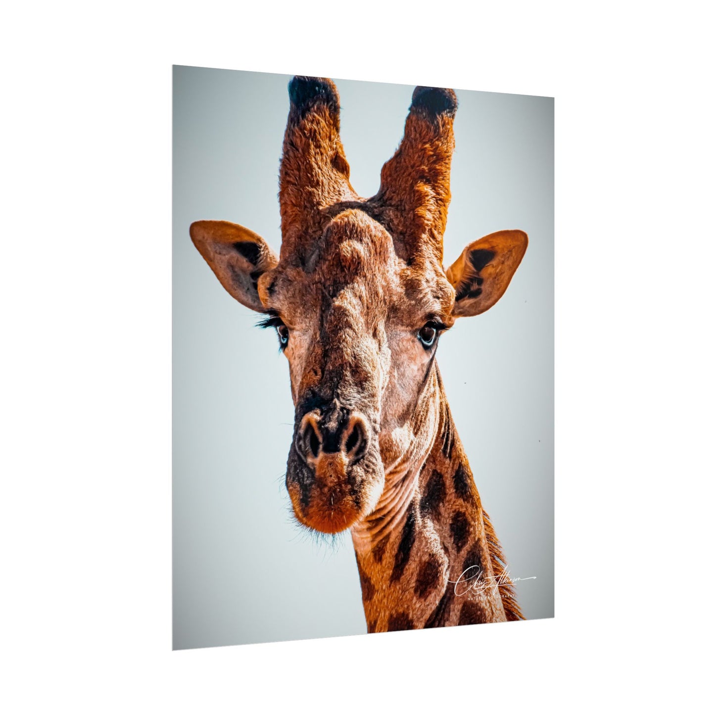 Portrait of Giraffe Poster