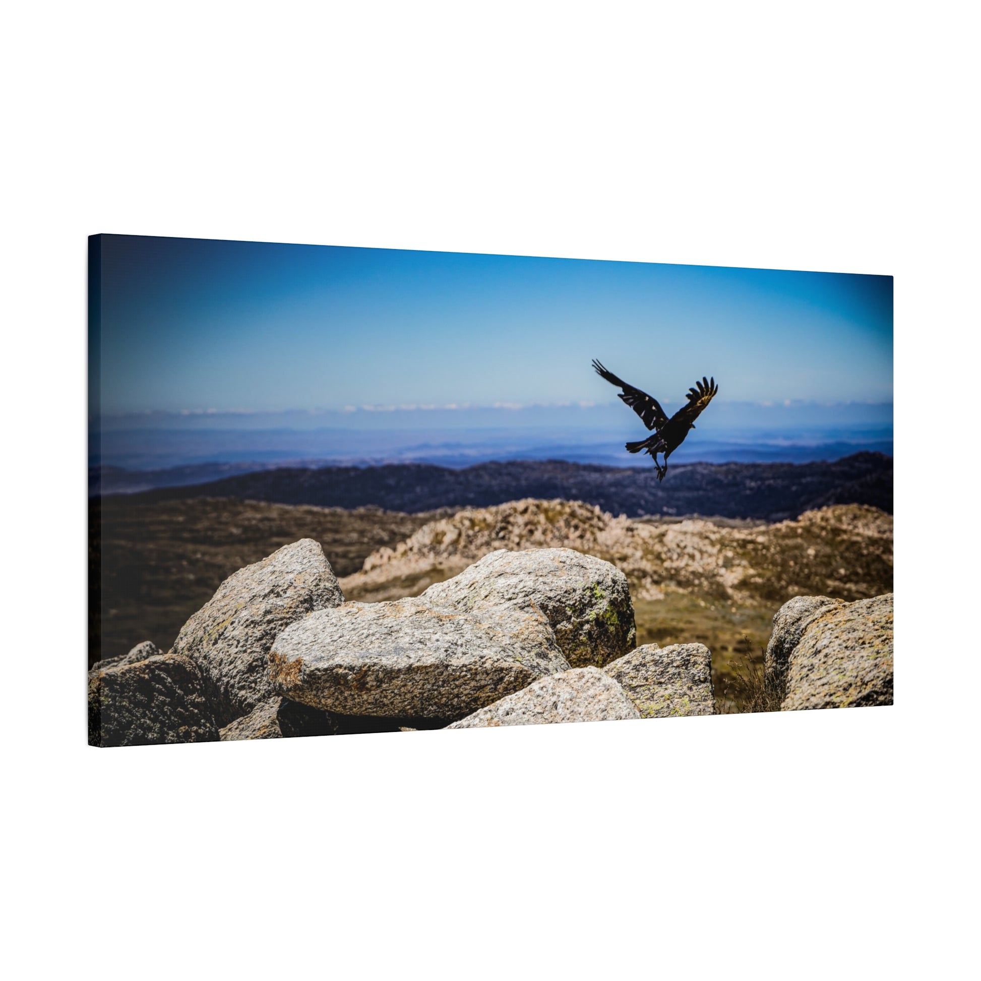 Little Raven Mt Kosciuszko Canvas Print