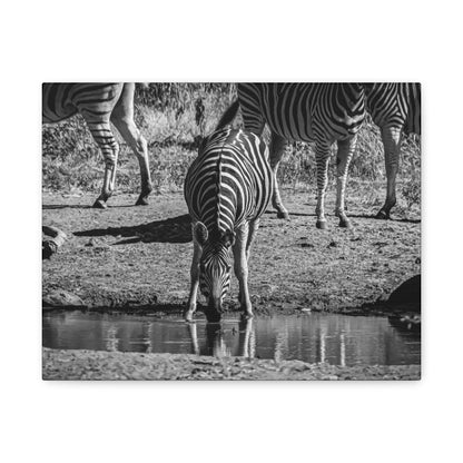 Zebra Nature Print Canvas Print B&W 14″ x 11″ (Horizontal) 1.25"