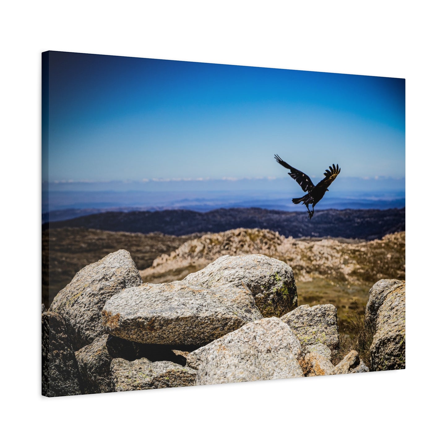 Little Raven Mt Kosciuszko Canvas Print