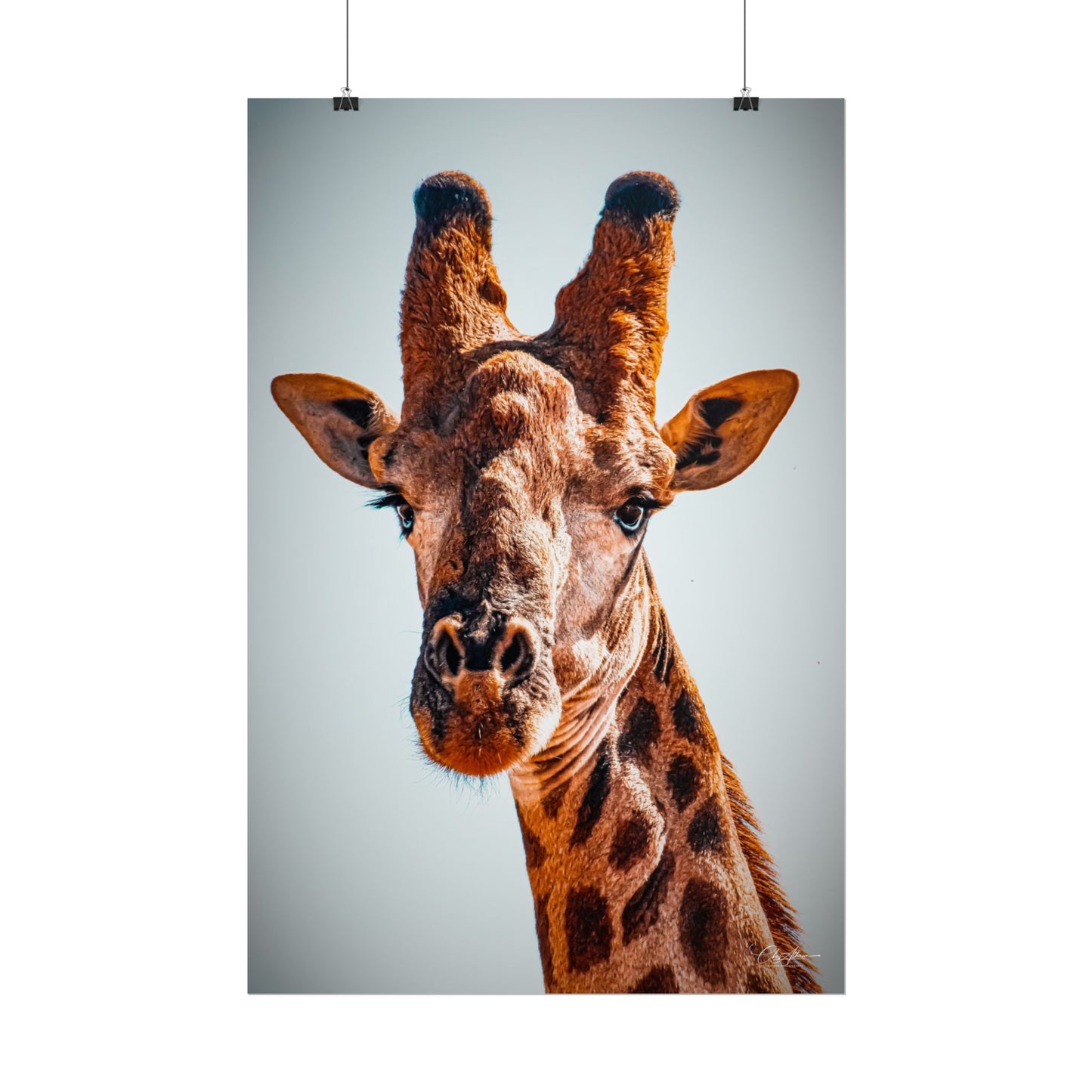 Portrait of Giraffe Poster