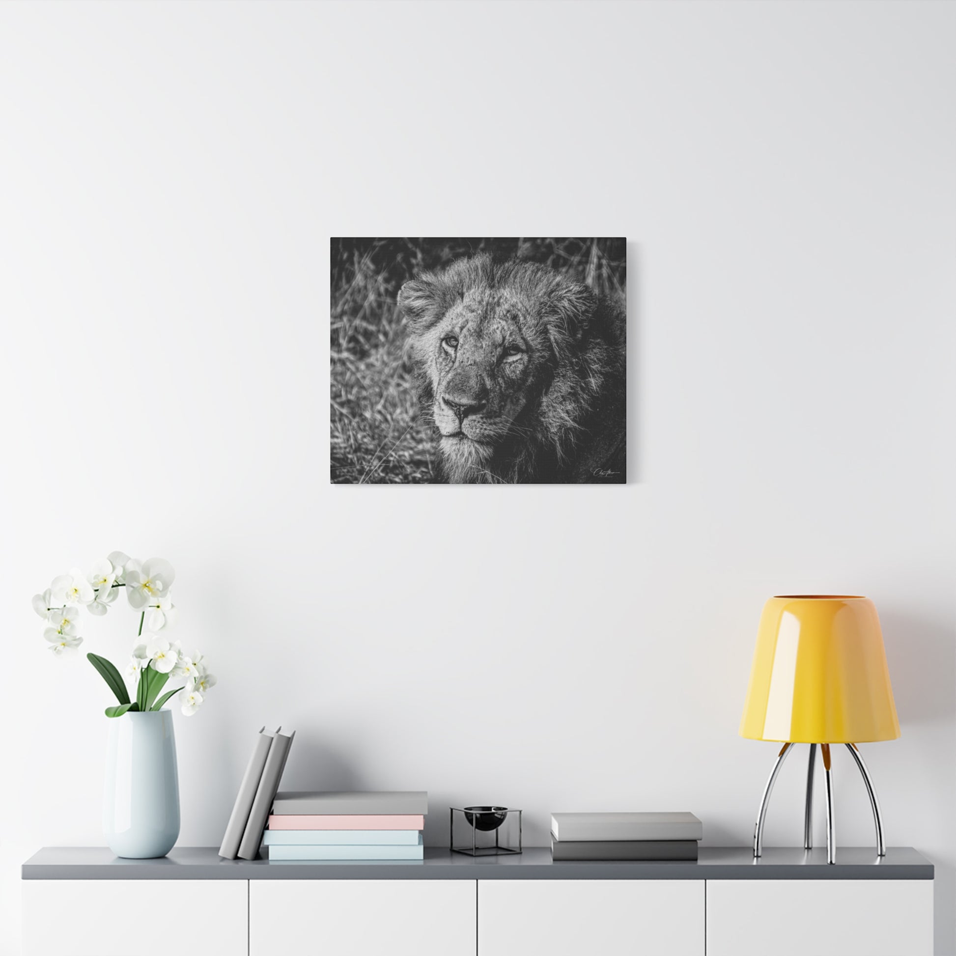 Old Lion Canvas Print B&W