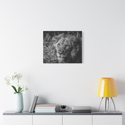 Old Lion Canvas Print B&W