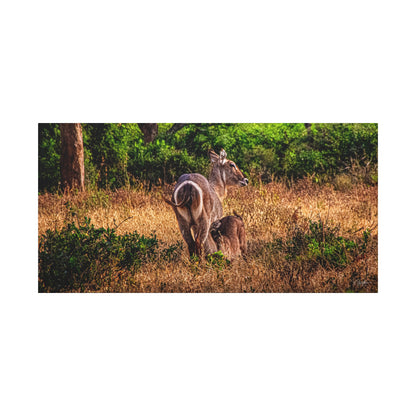 Waterbuck Nature Prints Matte Canvas 40" x 20" (Horizontal) 1.25"