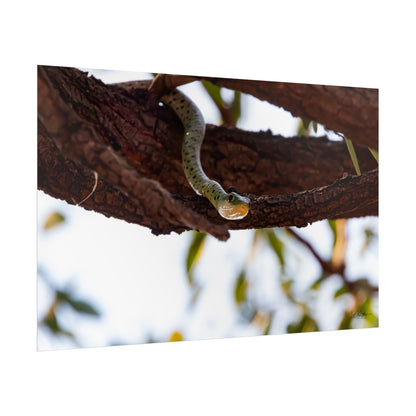 Rolled Posters - Spotted Bush Snake