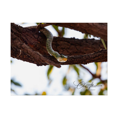 Rolled Posters - Spotted Bush Snake