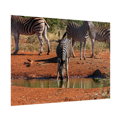 Rolled Posters - Zebra at Waterhole