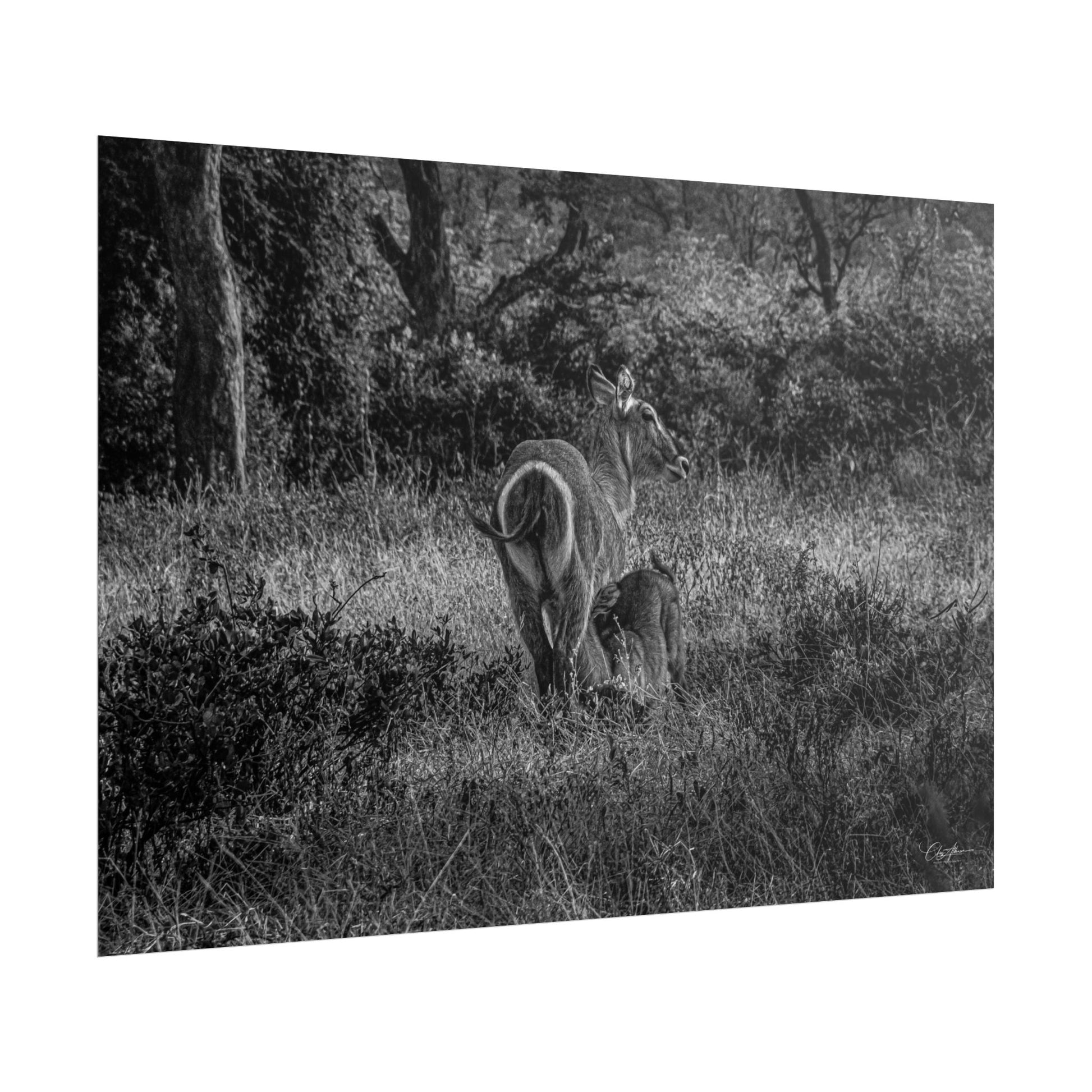 Waterbuck Baby Animal Posters B&W