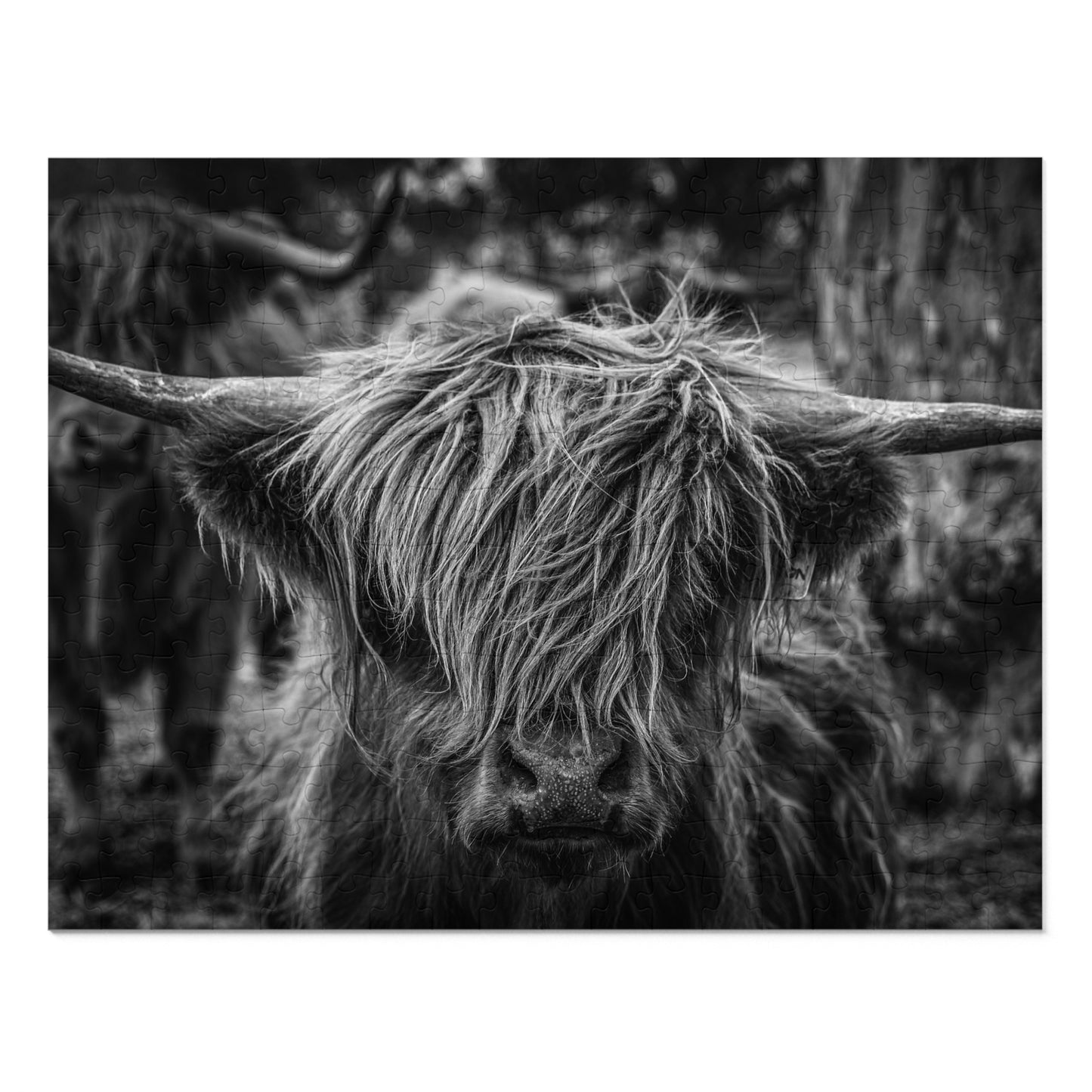 Scottish Highland Cattle Puzzle with Tin B&W 14" × 11" (252 pcs)