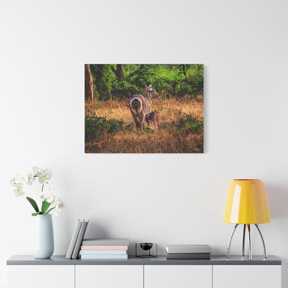 Waterbuck Nature Prints Matte Canvas