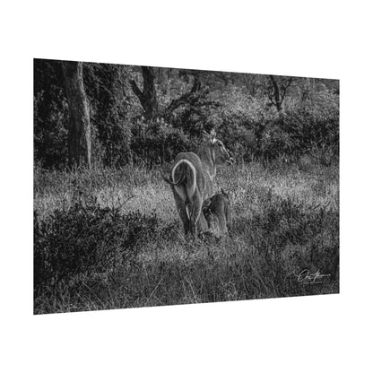 Waterbuck Baby Animal Posters B&W