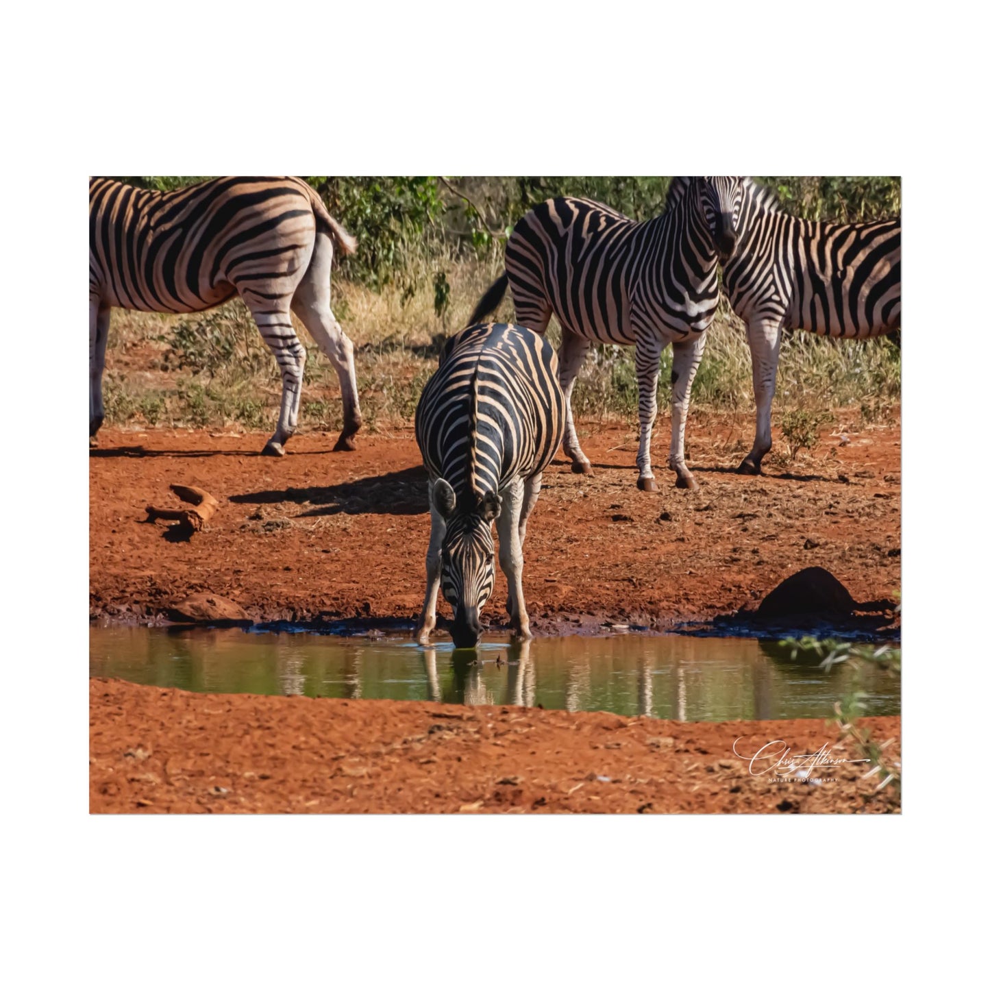 Rolled Posters - Zebra at Waterhole