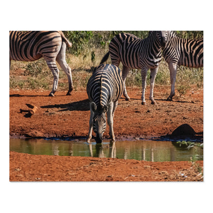 Jigsaw Puzzle (30, 110, 252, 500, 1000 Piece) - Zebra at Waterhole