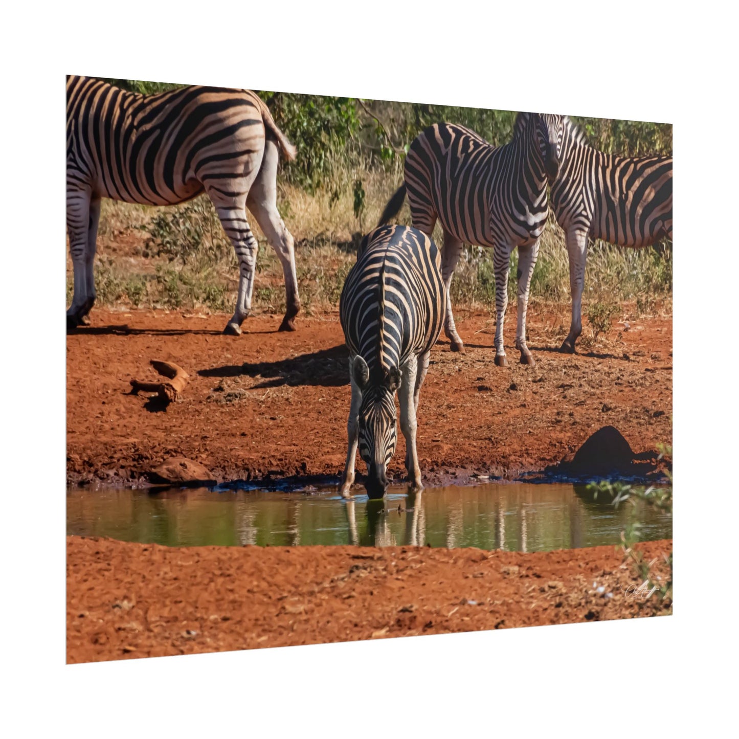 Rolled Posters - Zebra at Waterhole