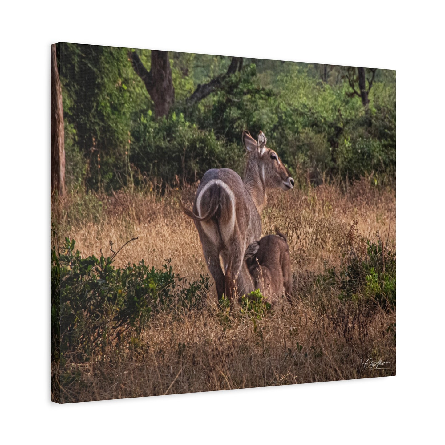 Matte Canvas, Stretched, 1.25" - Waterbuck and Baby