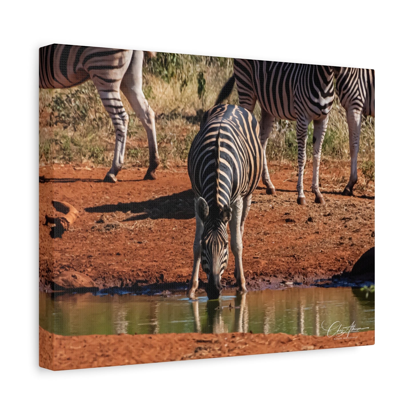 Matte Canvas, Stretched, 1.25" - Zebra at Waterhole