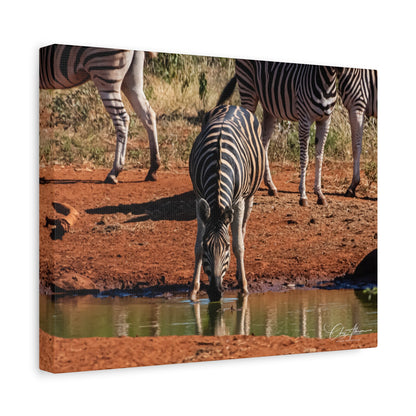 Matte Canvas, Stretched, 1.25" - Zebra at Waterhole