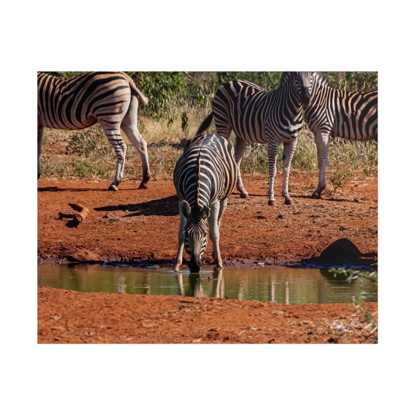 Rolled Posters - Zebra at Waterhole