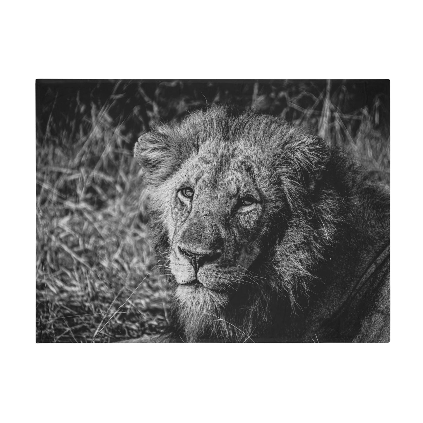 Lion Fleece Blanket B&W 60" × 80"