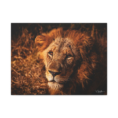 Old Lion Canvas Print 24″ x 18″ (Horizontal) 1.25"