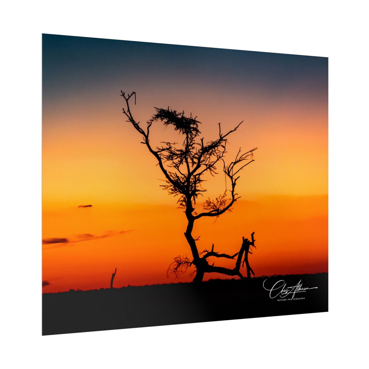 Rolled Posters - Sunset over the Kalahari