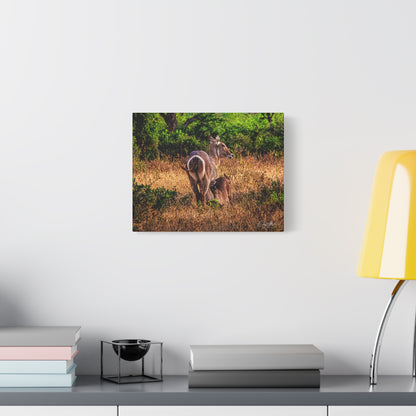 Waterbuck Nature Prints Matte Canvas