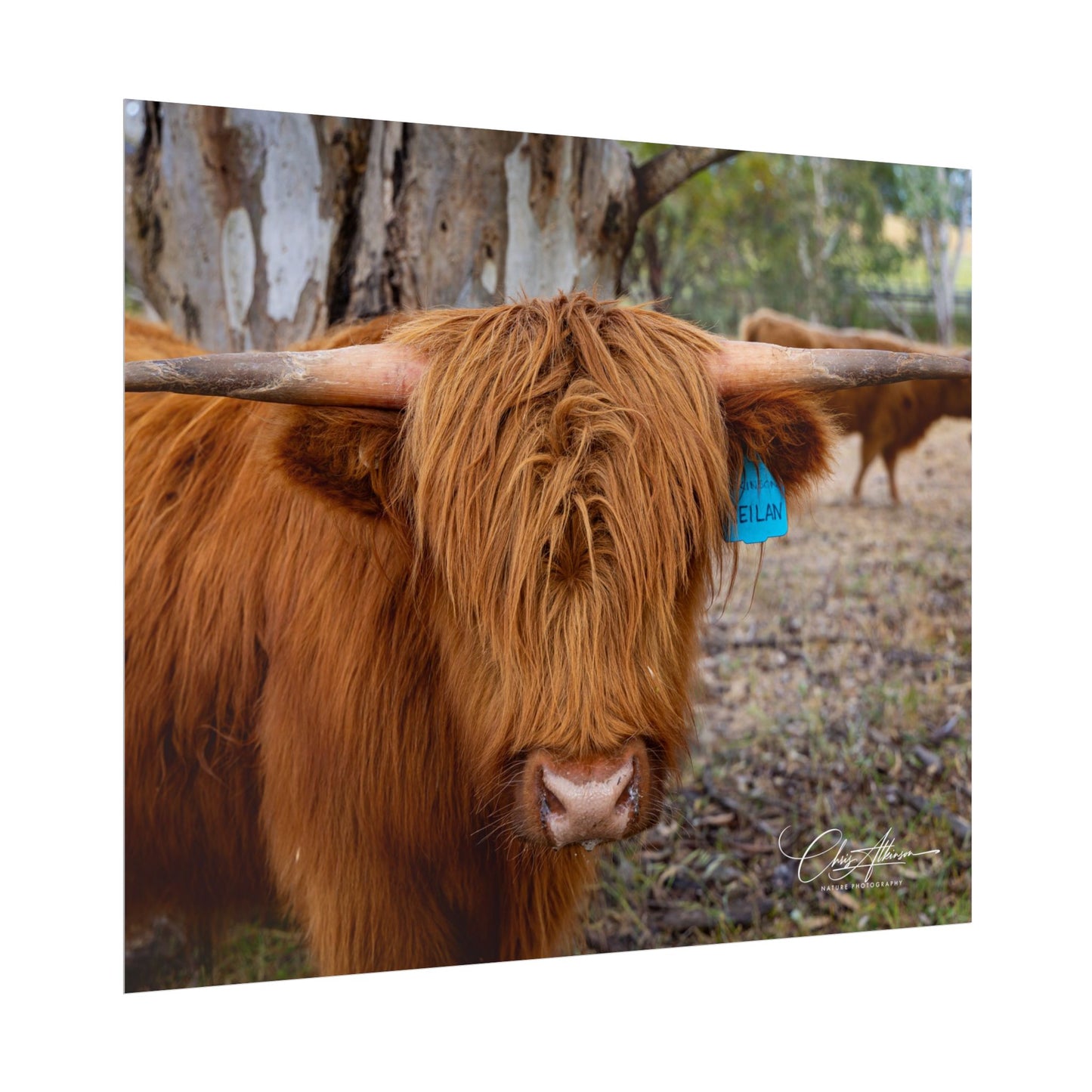 Rolled Posters - Scottish Highland Cattle