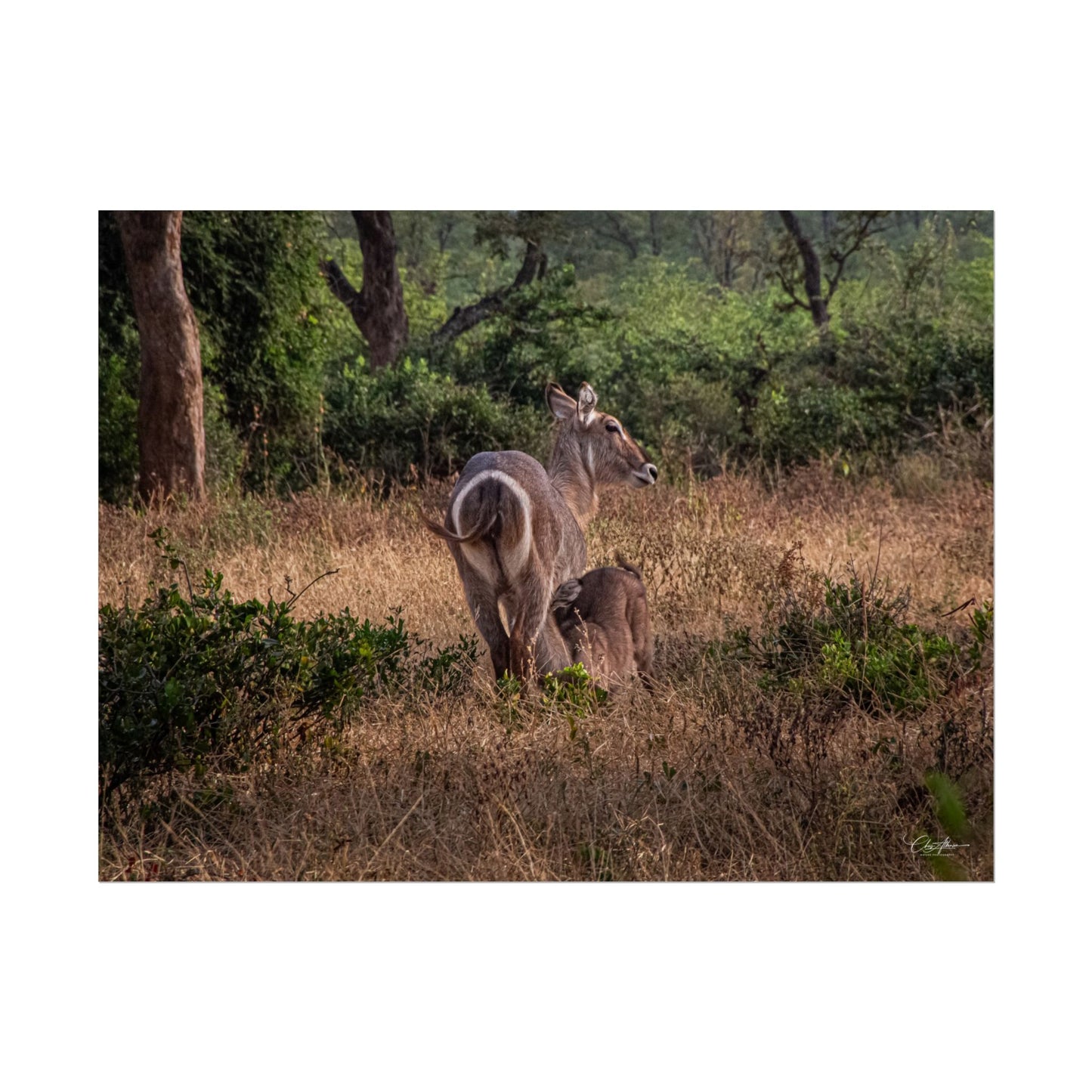 Rolled Posters - Waterbuck and Baby