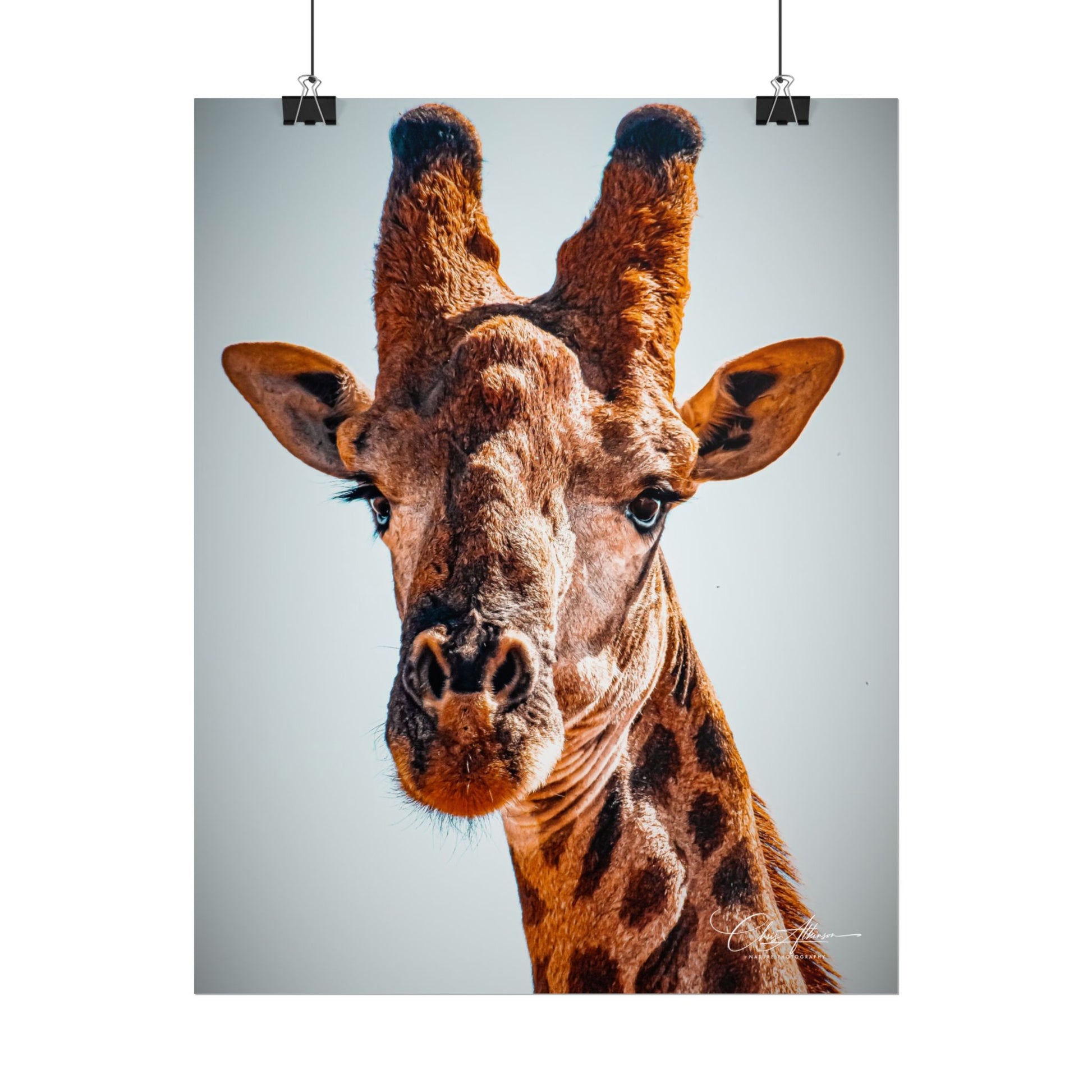 Portrait of Giraffe Poster