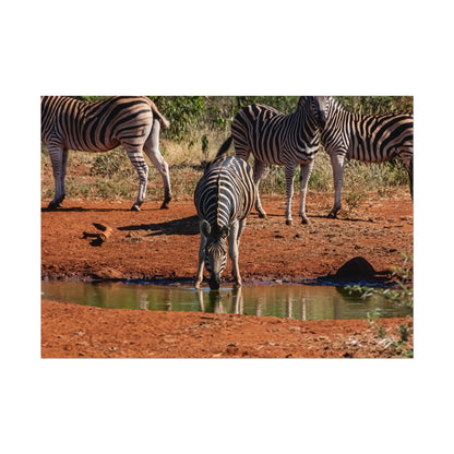 Rolled Posters - Zebra at Waterhole