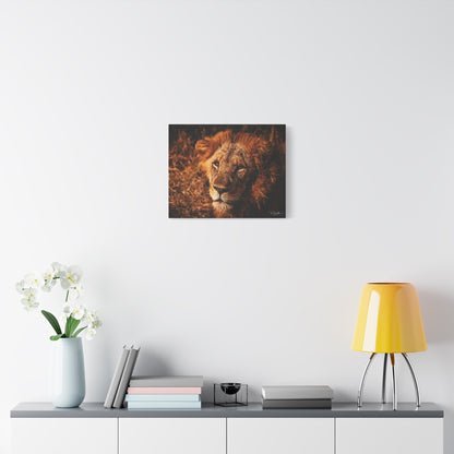 Old Lion Canvas Print