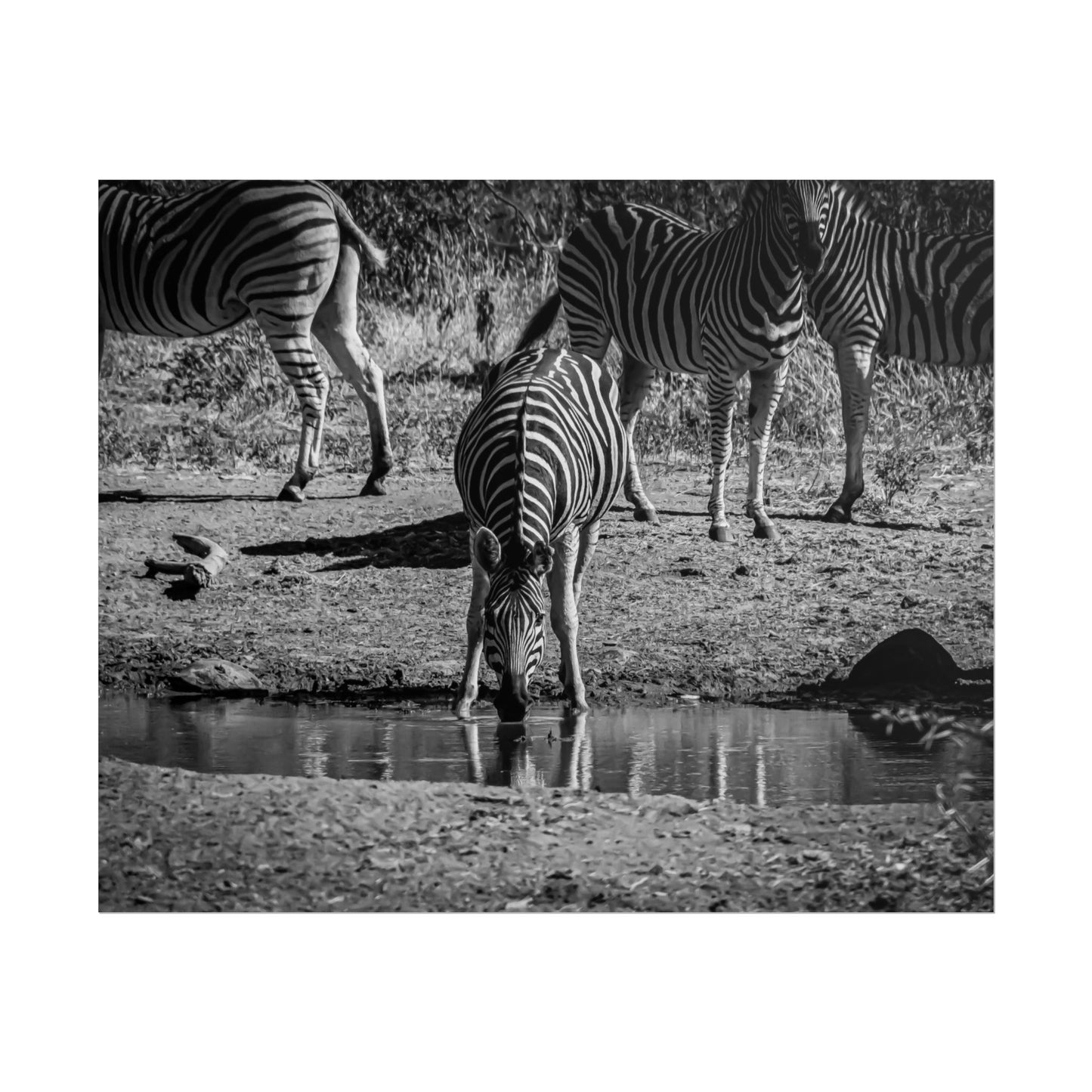 Rolled Posters - Zebra at Waterhole B&W