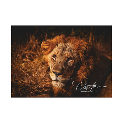 Rolled Posters - Old Lion 7" x 5" (Horizontal) Fine Art