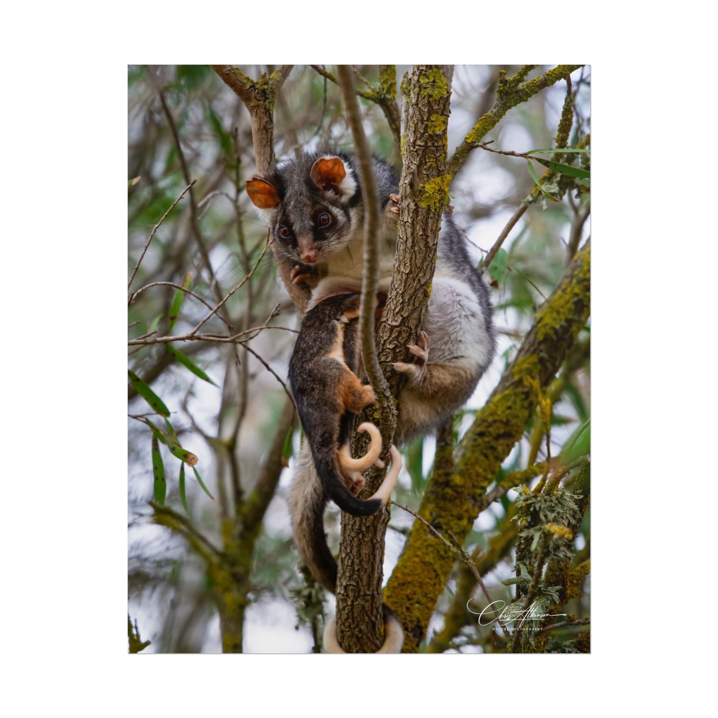 Rolled Posters - Possum and Joey