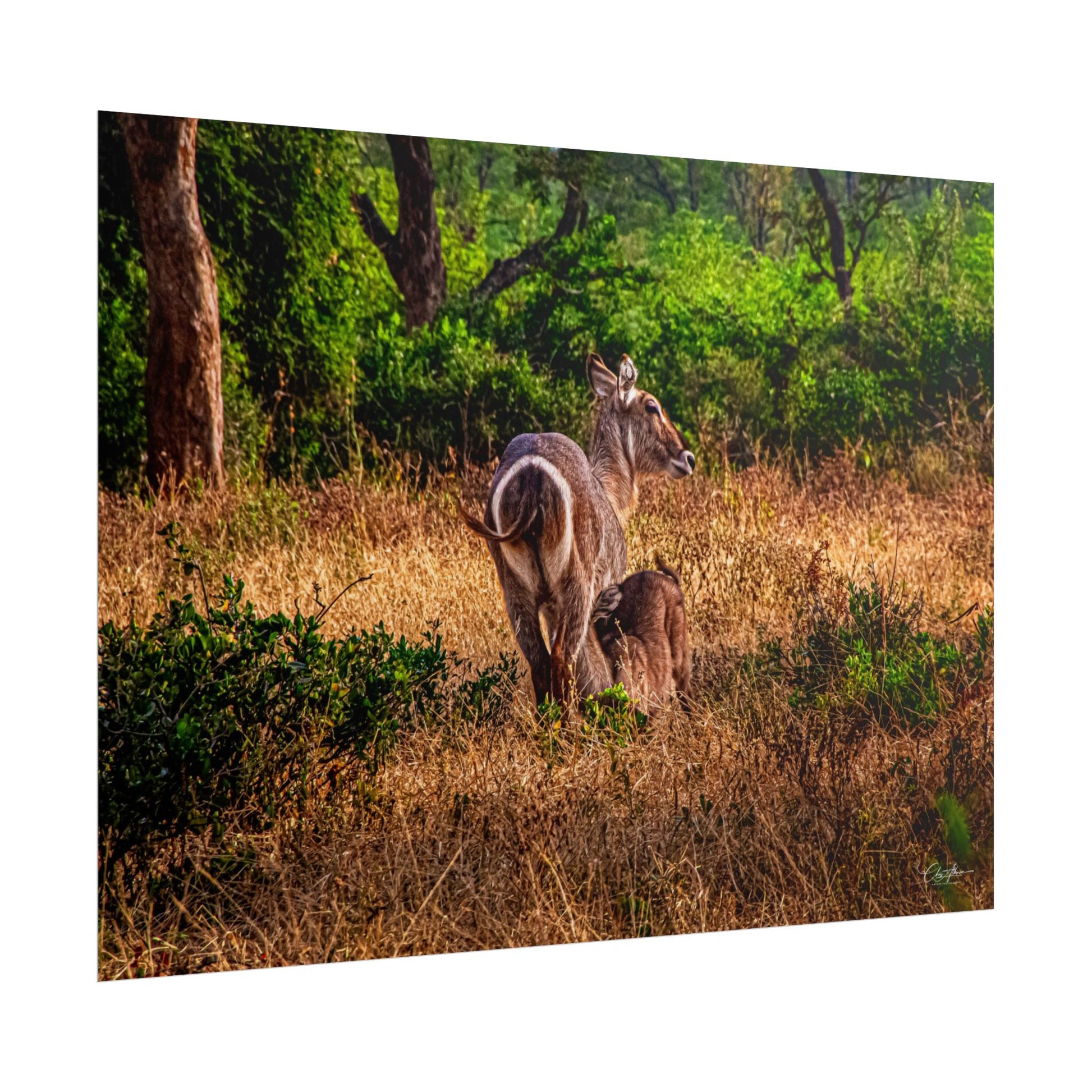 Rolled Posters - Waterbuck and Baby