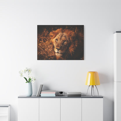 Old Lion Canvas Print